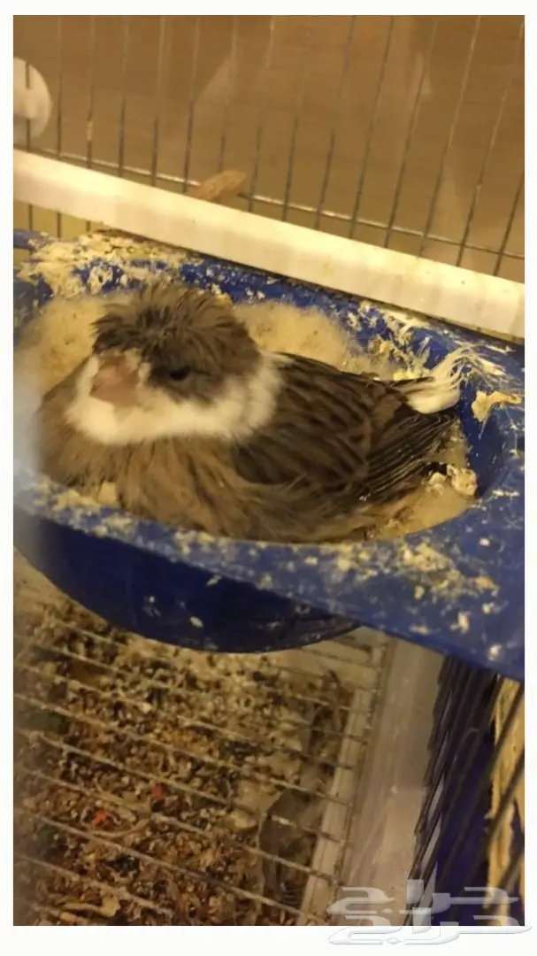 للبيع زوج كناري (image 2)