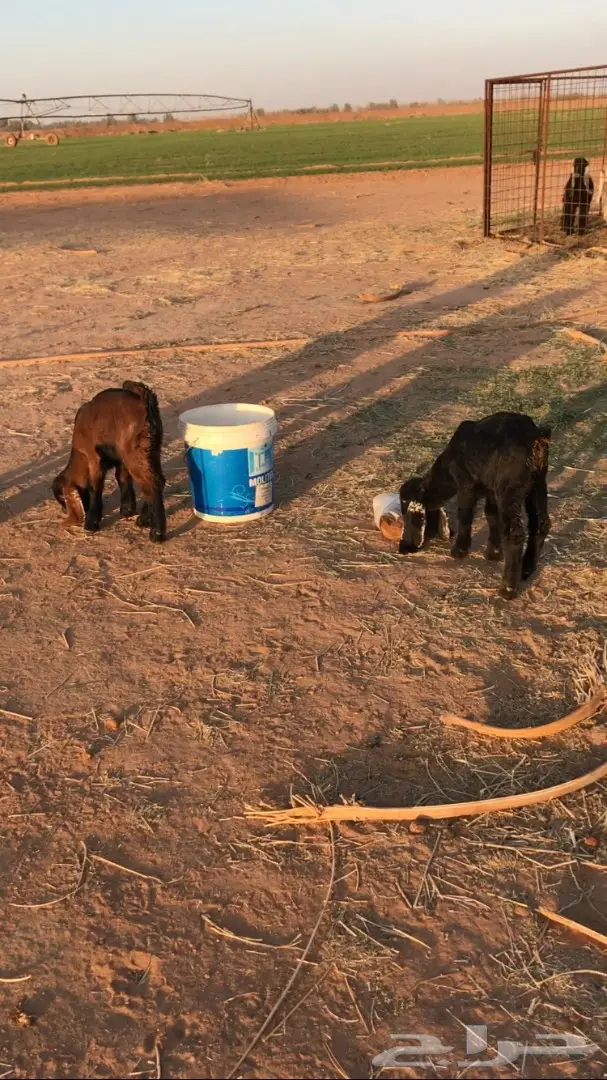 عنز حدرها تيوس 