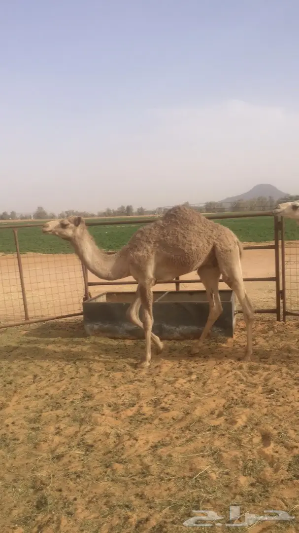 قعود فطيم للبيع جاهز للتدريب  (image 1)