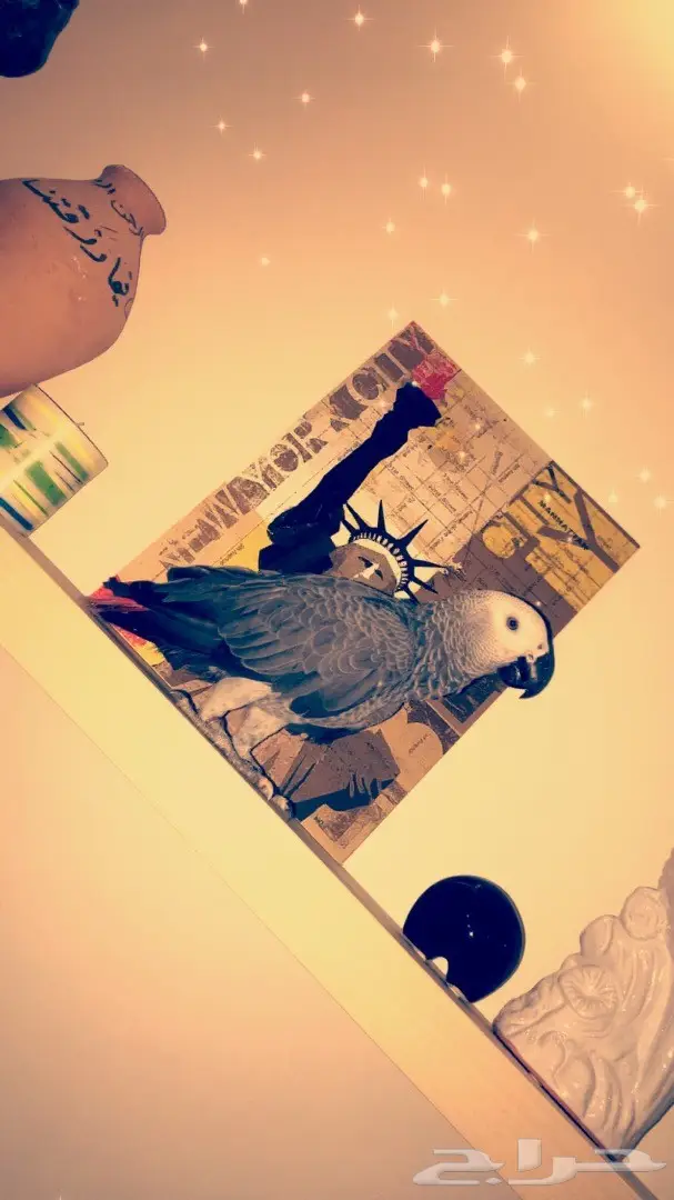 بغبغاء كاسكو 6 شهور