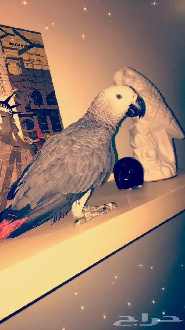 بغبغاء كاسكو 6 شهور (image 1)