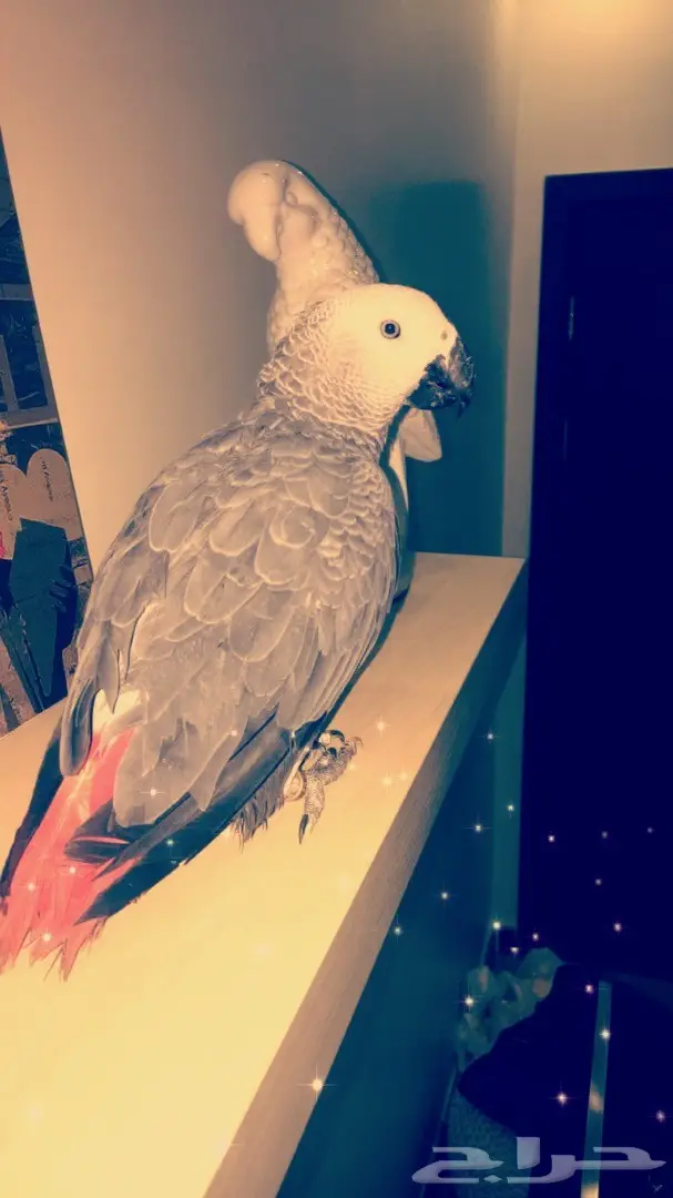 بغبغاء كاسكو 6 شهور (image 2)