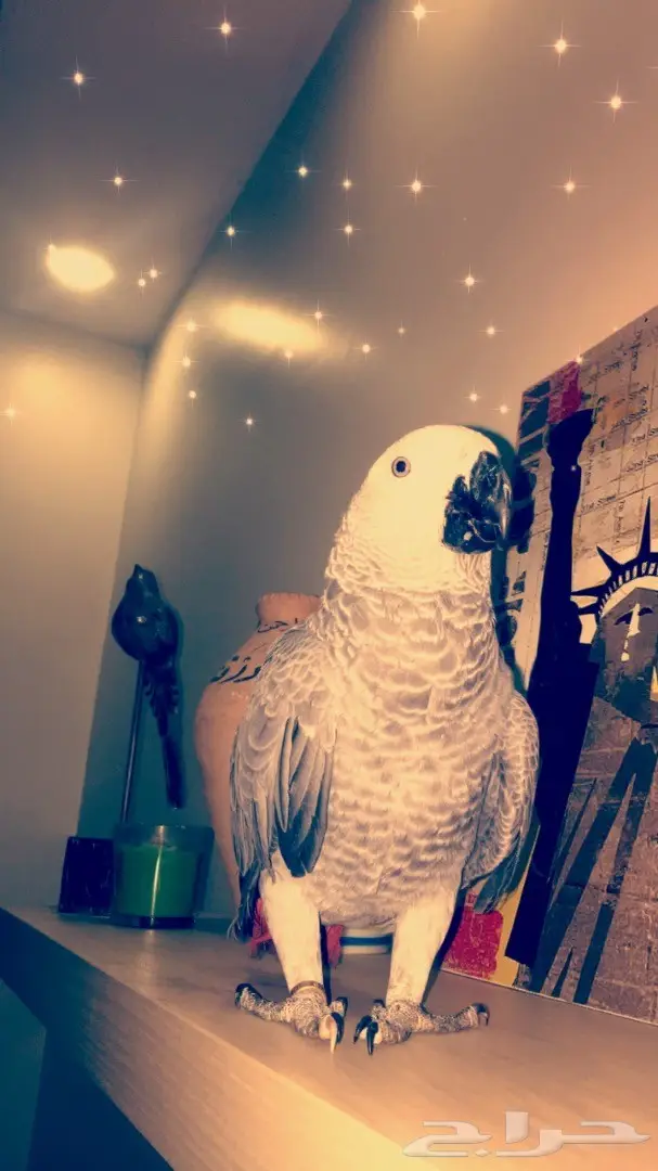 بغبغاء كاسكو 6 شهور (image 3)