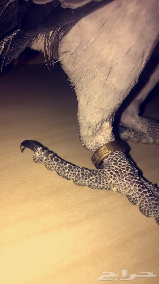 بغبغاء كاسكو 6 شهور (image 4)