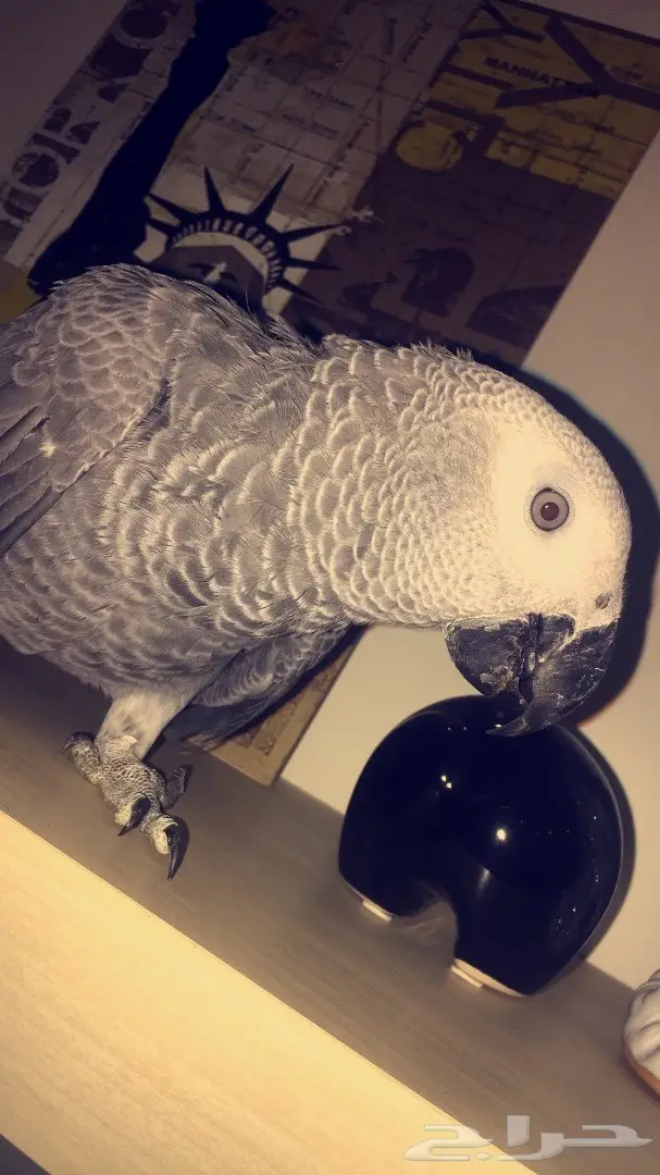 بغبغاء كاسكو 6 شهور (image 5)