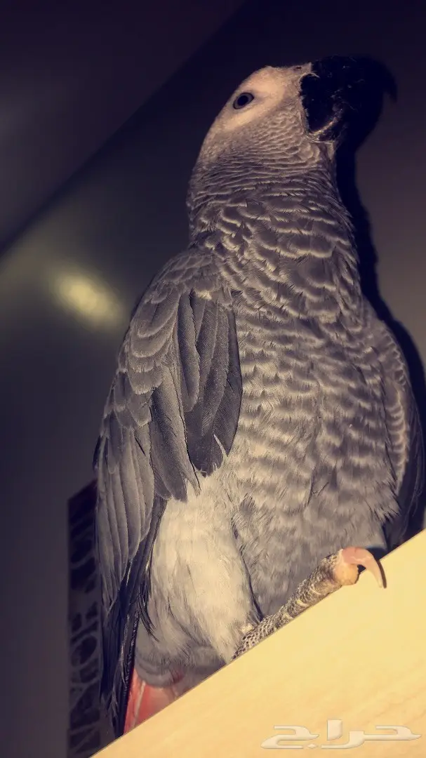 بغبغاء كاسكو 6 شهور (image 6)