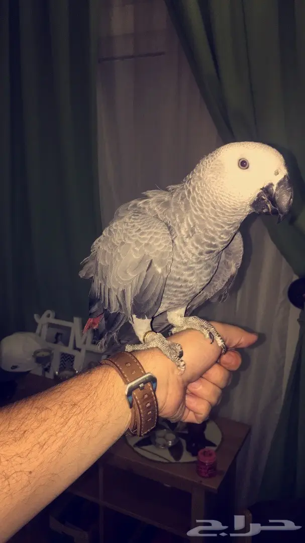 بغبغاء كاسكو 6 شهور (image 7)