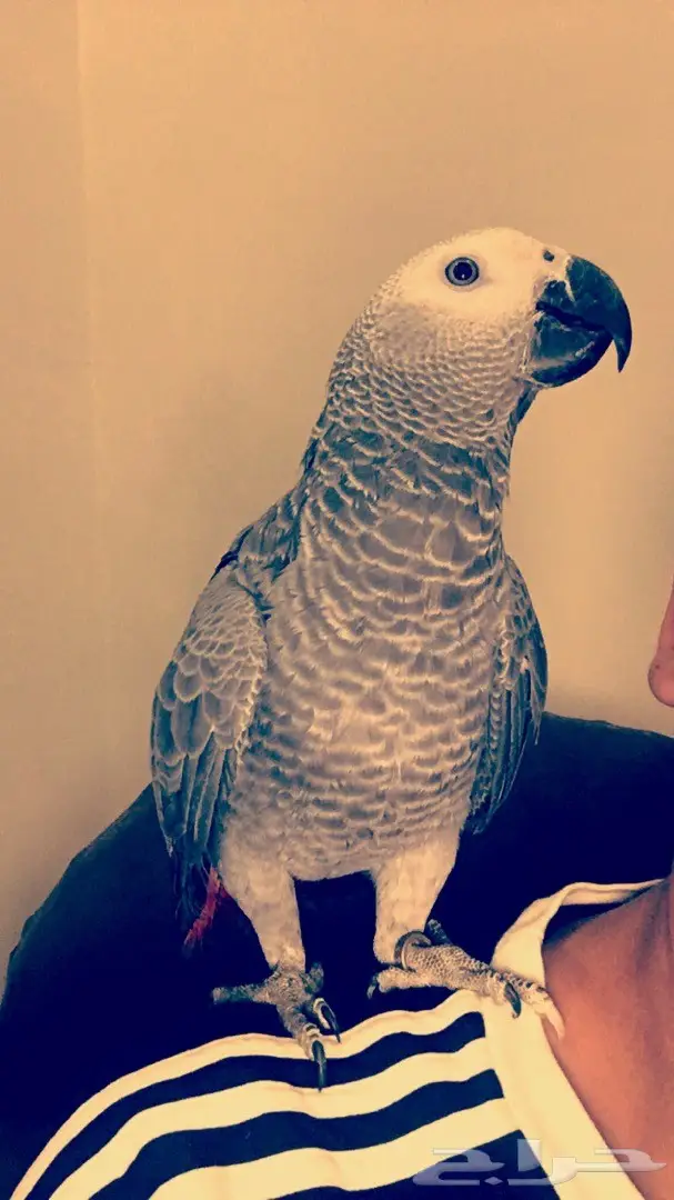 بغبغاء كاسكو 6 شهور (image 8)