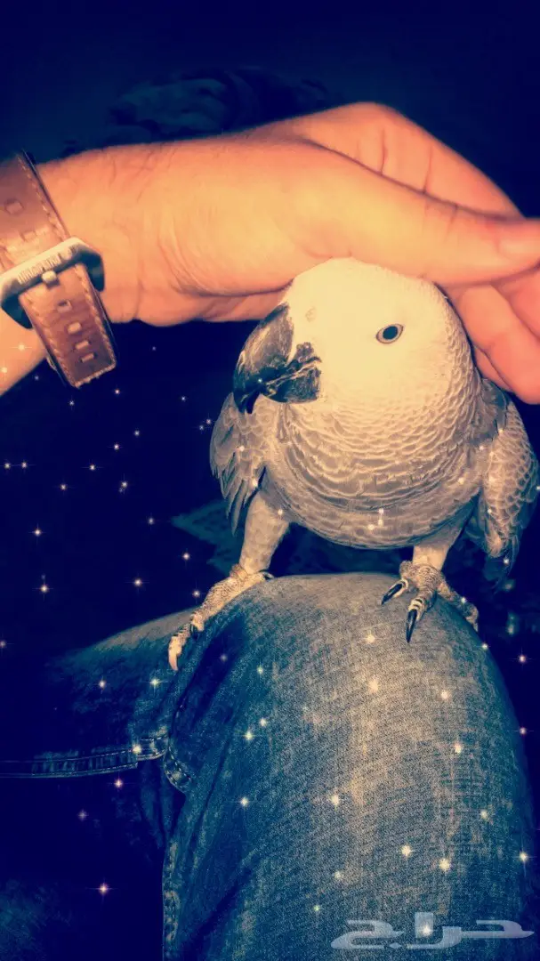 بغبغاء كاسكو 6 شهور (image 9)