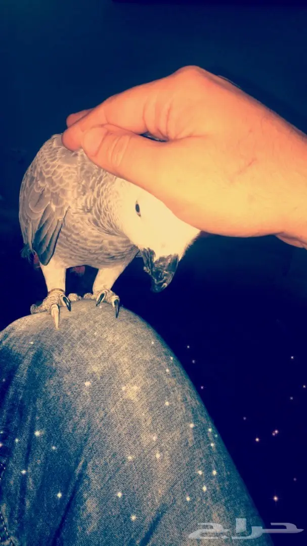 بغبغاء كاسكو 6 شهور (image 10)