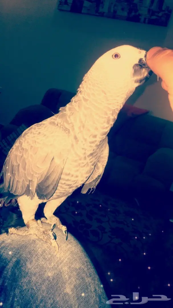 بغبغاء كاسكو 6 شهور (image 11)