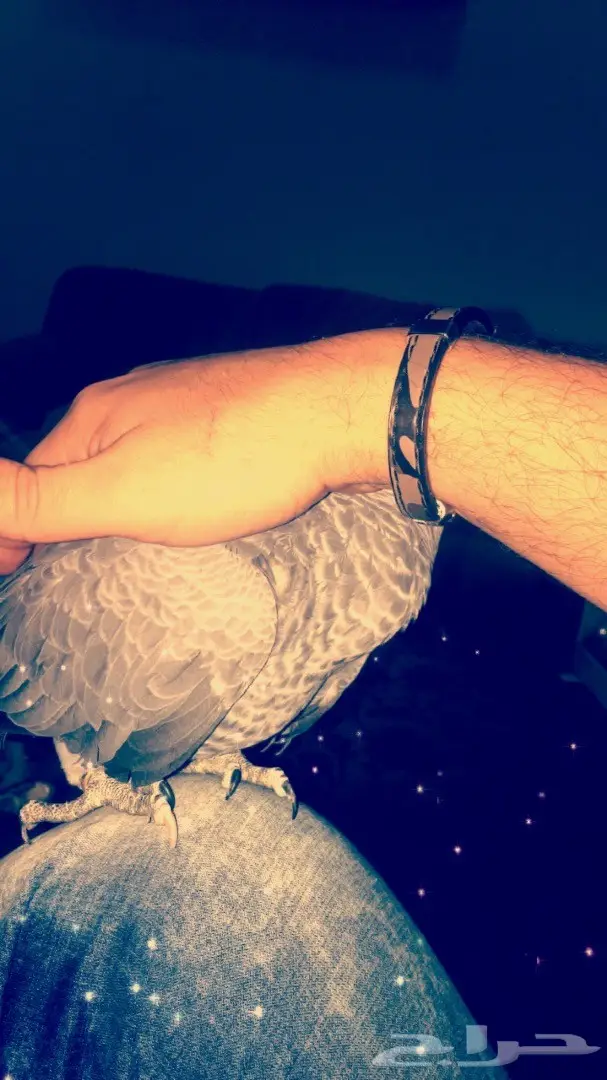 بغبغاء كاسكو 6 شهور (image 12)