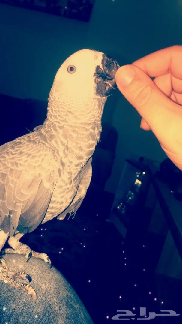 بغبغاء كاسكو 6 شهور (image 13)