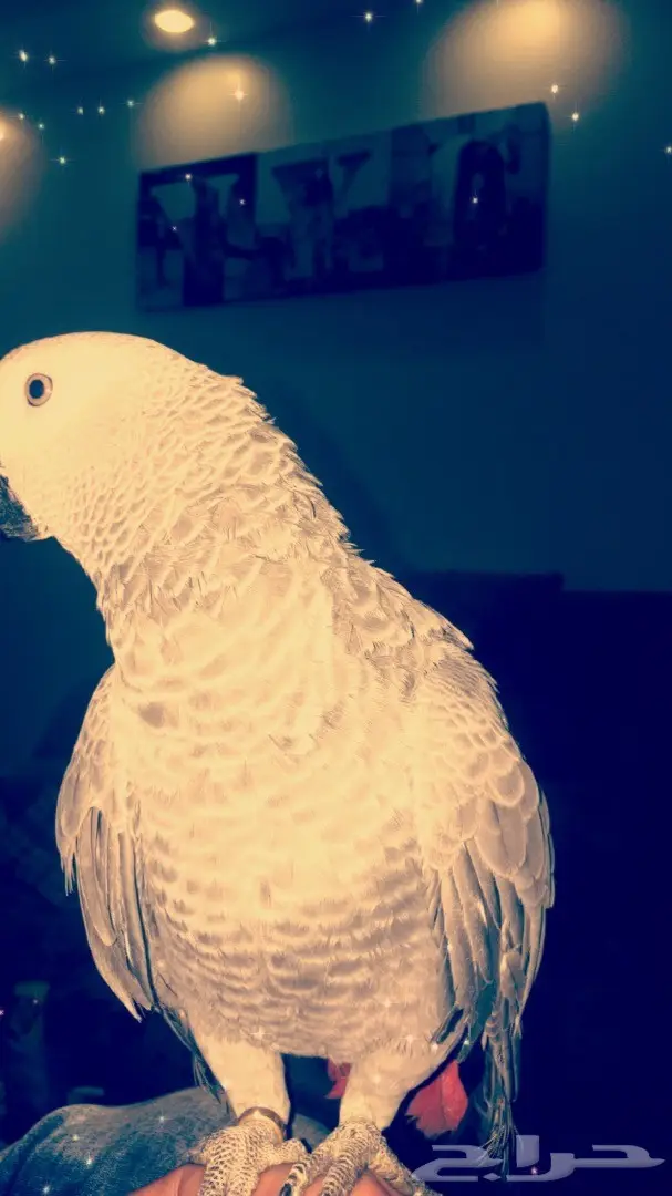 بغبغاء كاسكو 6 شهور (image 14)