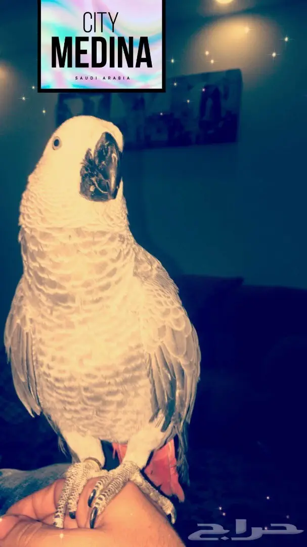 بغبغاء كاسكو 6 شهور (image 16)