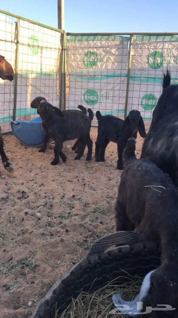 البيع معزا مشروكه  (image 2)