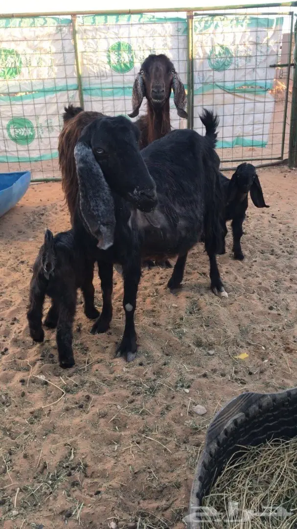 البيع معزا مشروكه  (image 3)