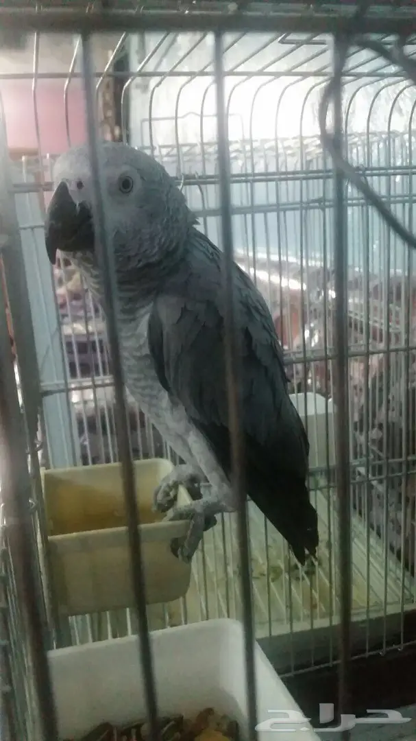 ببغاء كاسكو 