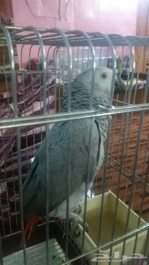 ببغاء كاسكو  (image 1)