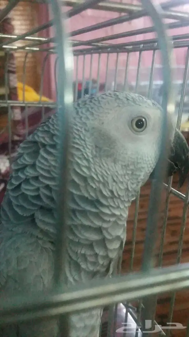 ببغاء كاسكو  (image 2)