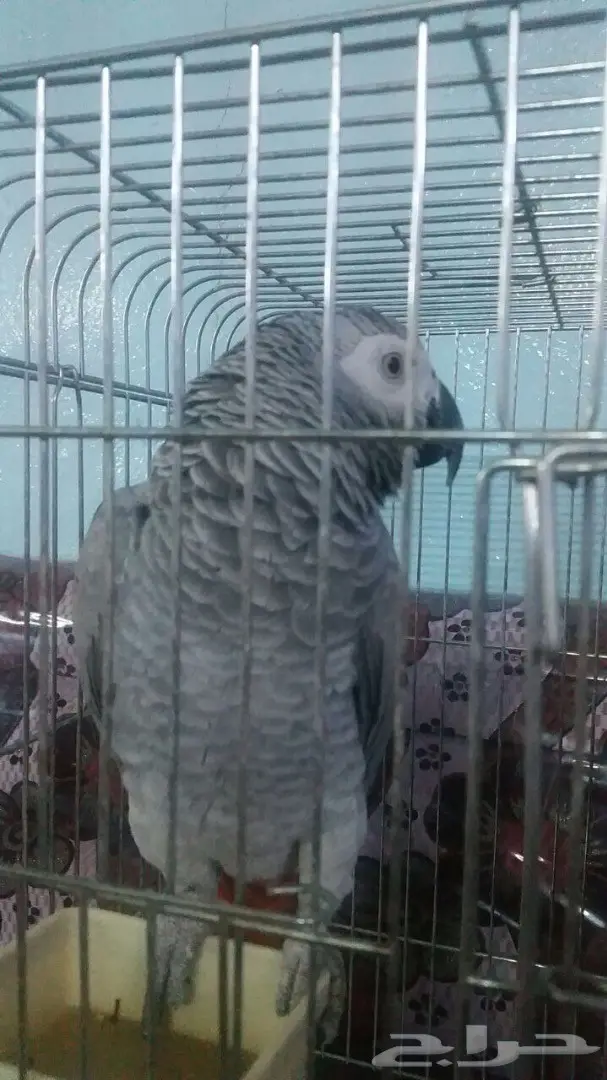 ببغاء كاسكو  (image 3)