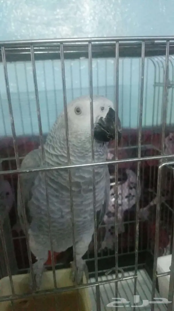 ببغاء كاسكو  (image 4)