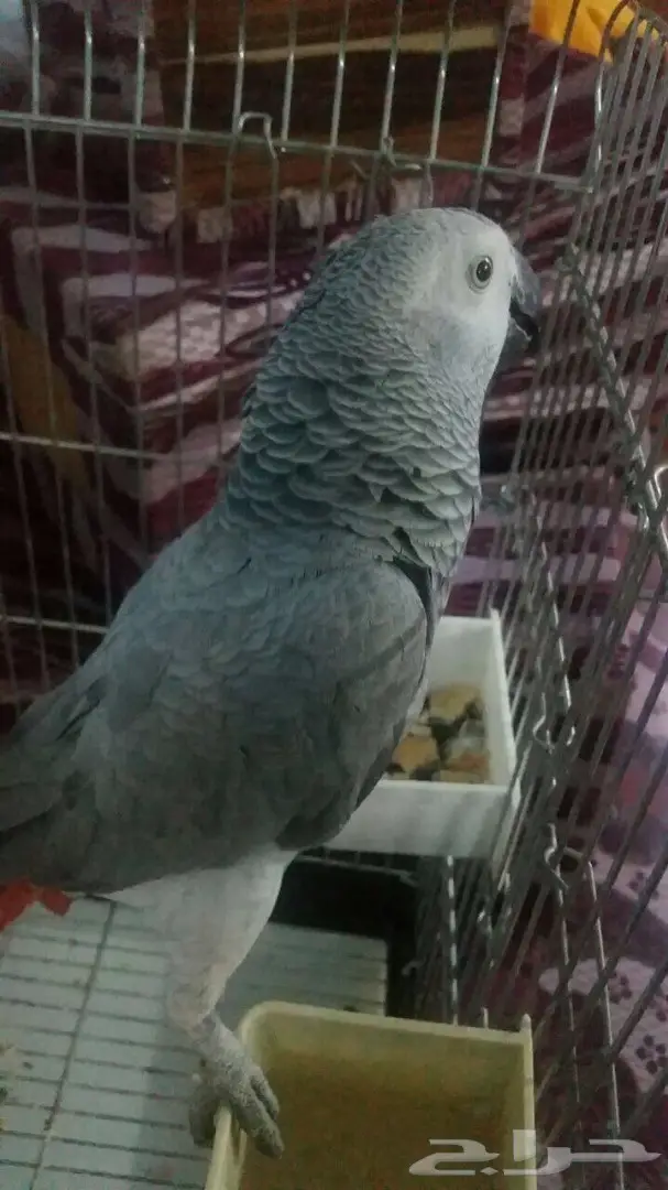 ببغاء كاسكو  (image 5)