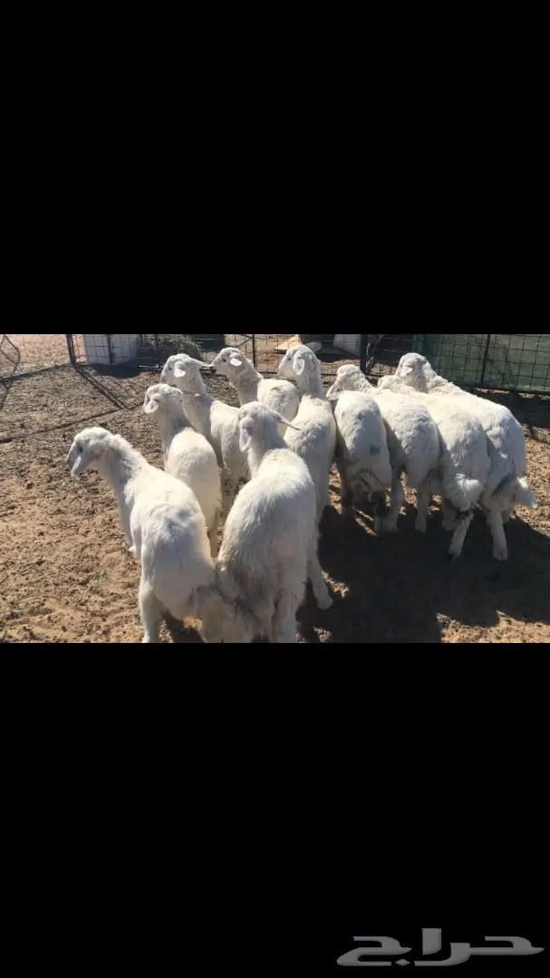 بهم حري للبيع (image 1)