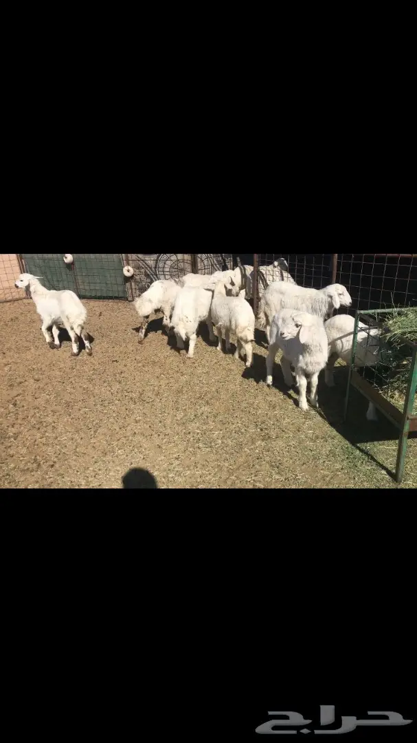 بهم حري للبيع (image 2)