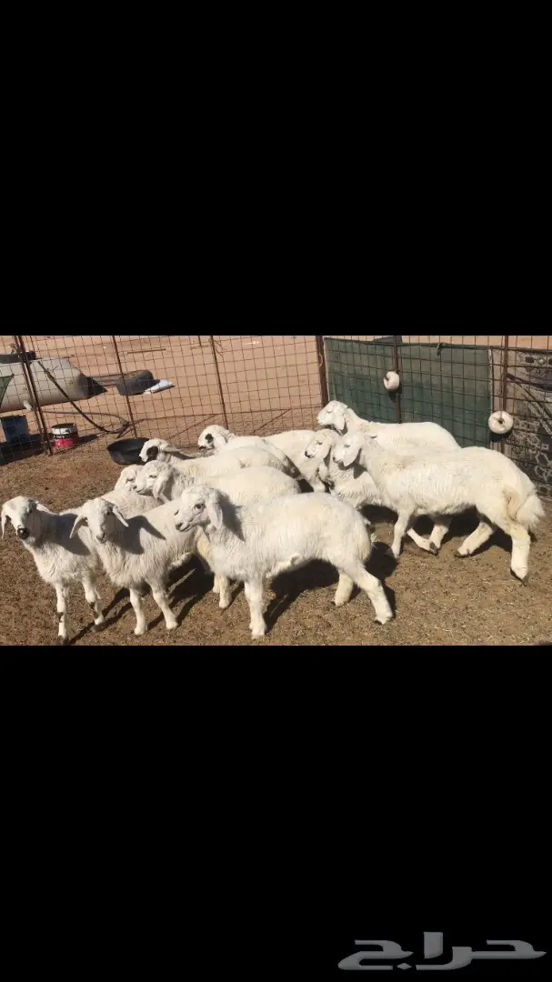 بهم حري للبيع (image 3)