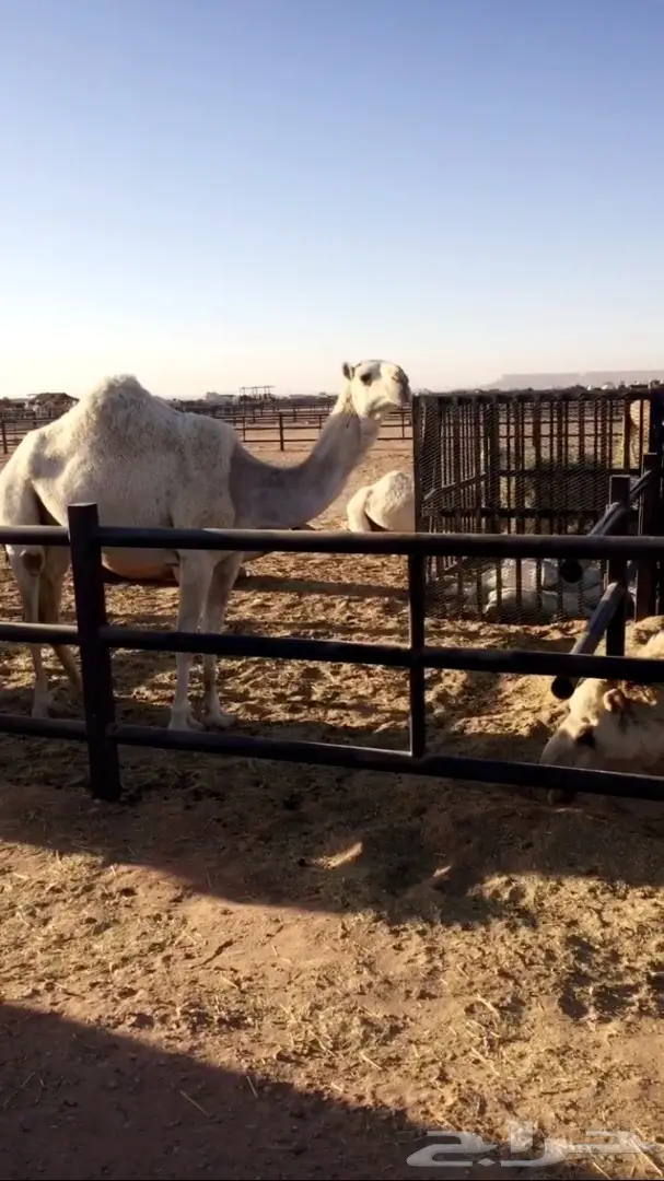 مغاتير اشباب للبيع (image 1)