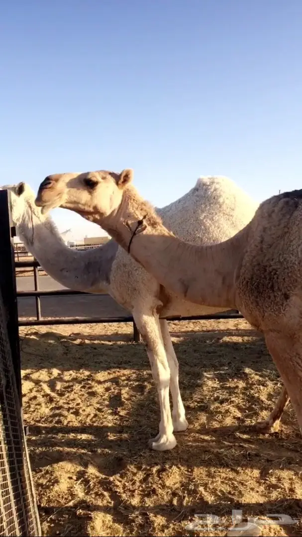 مغاتير اشباب للبيع (image 2)