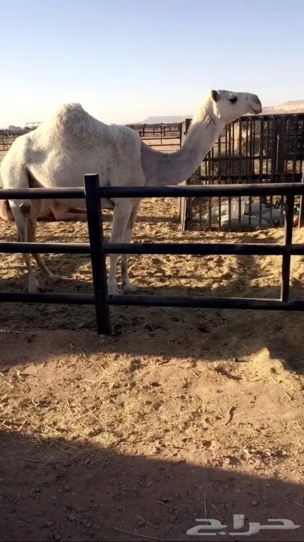 مغاتير اشباب للبيع (image 3)