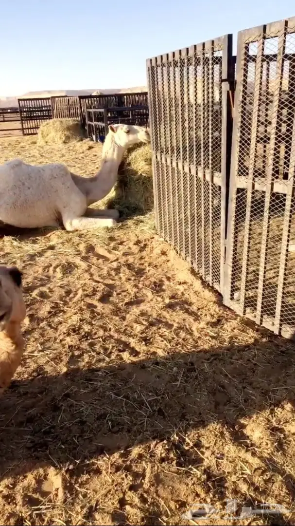 مغاتير اشباب للبيع (image 4)