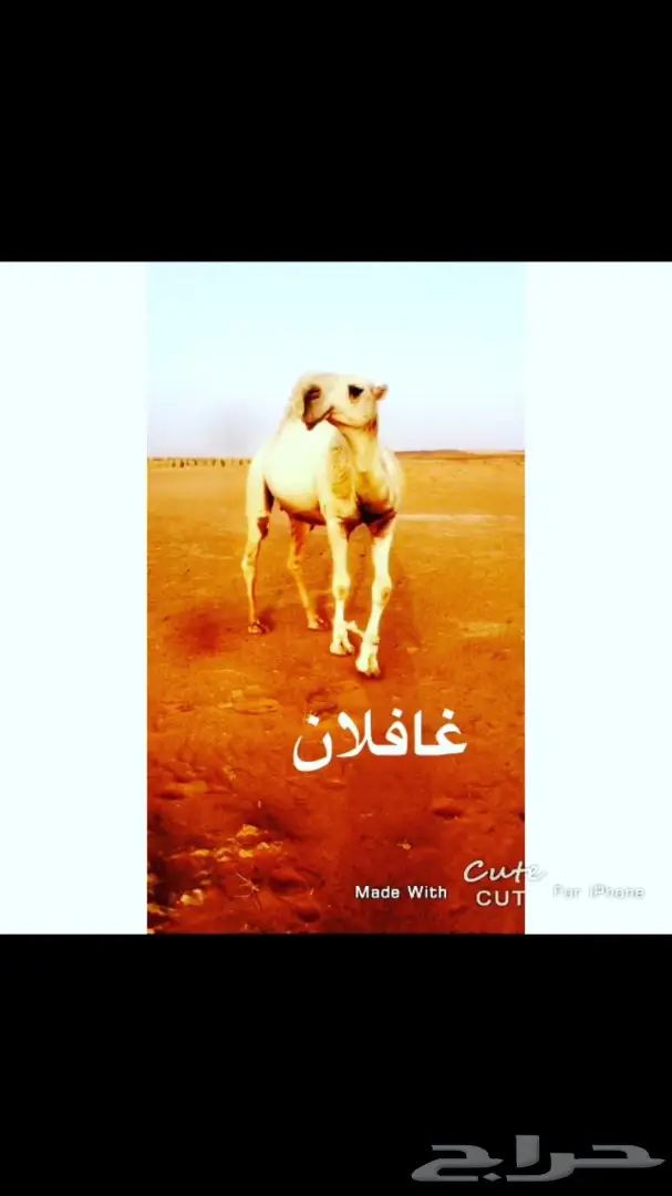 مغاتير اشباب للبيع (image 5)