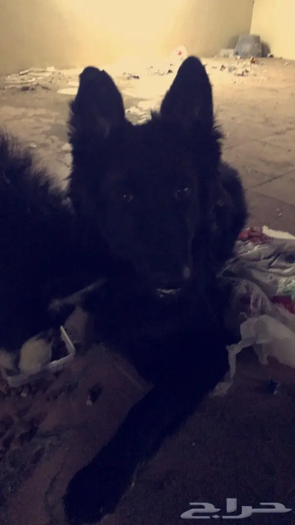 كلب جيرمن شيبرد بلاك جاك مفقود