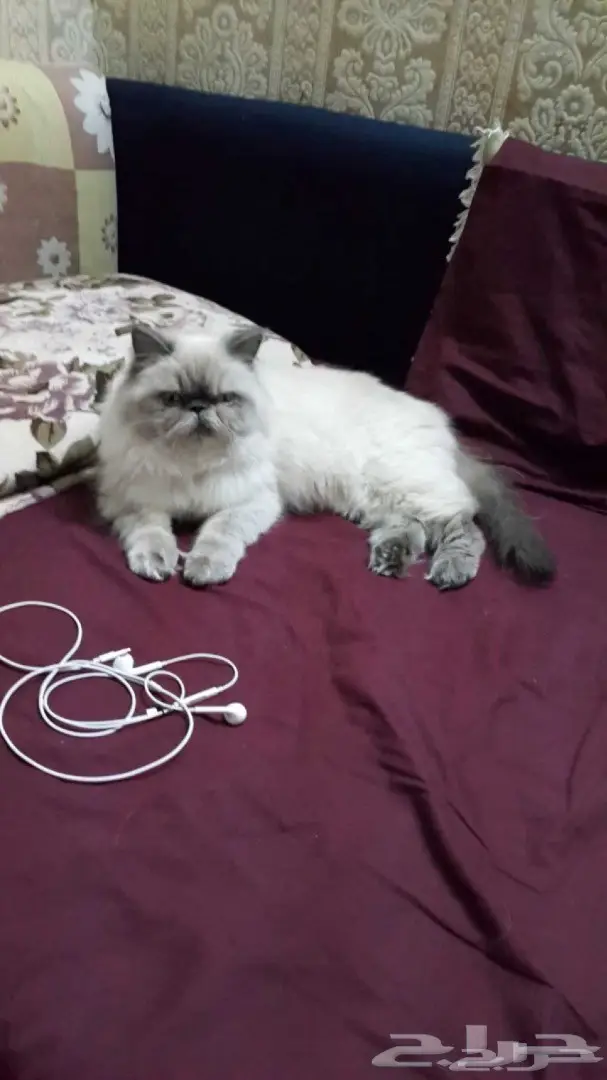 بيكي فيس بيور 