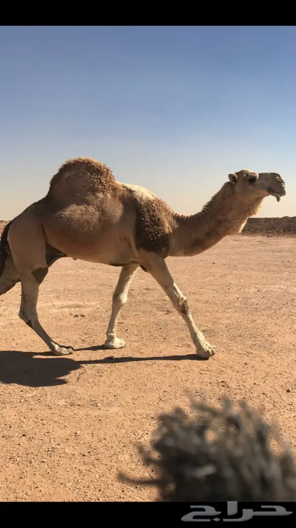 فحل اشقح للبيع 