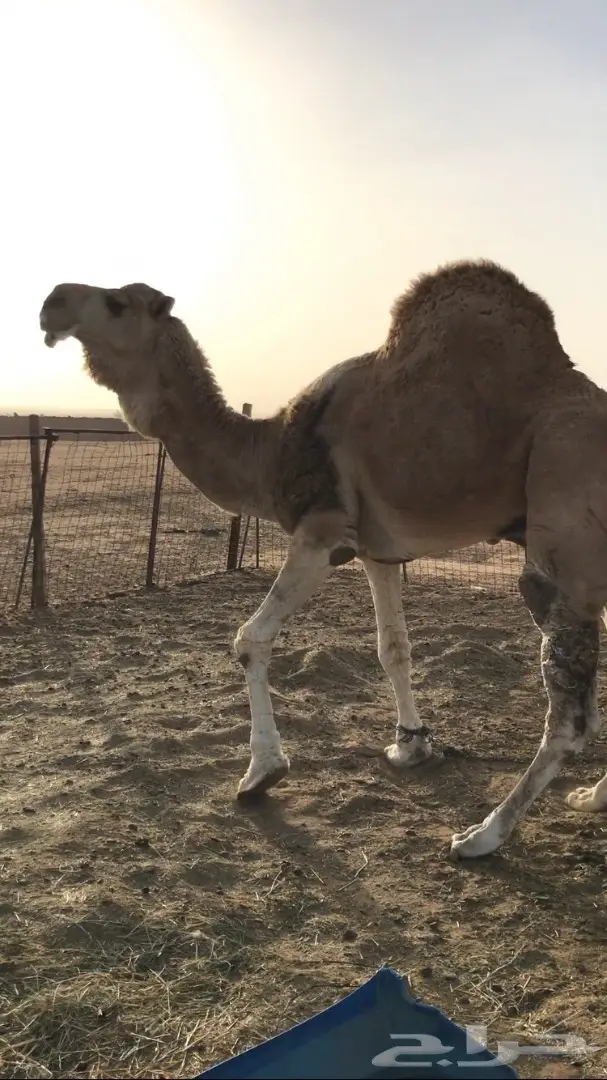 فحل اشقح للبيع  (image 1)