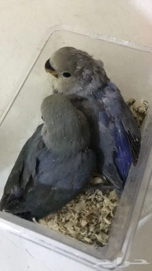 فرخين روز غر 