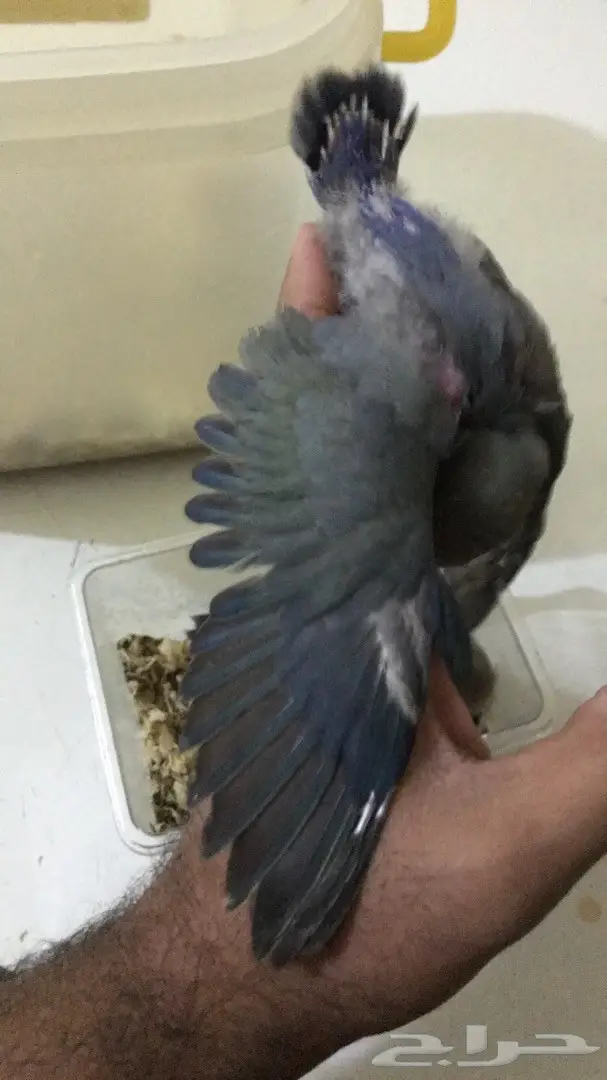 فرخين روز غر  (image 1)