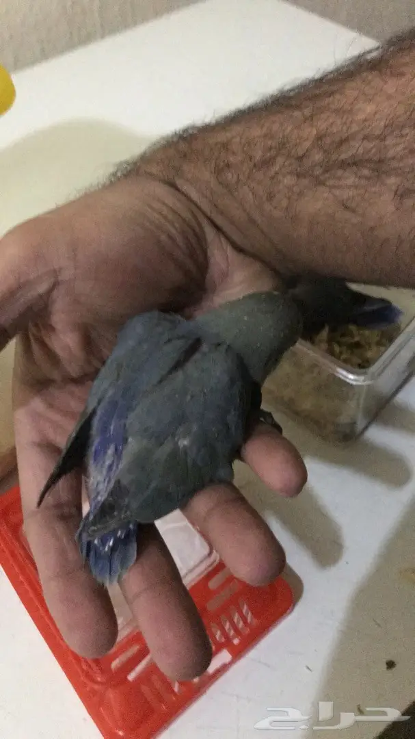 فرخين روز غر  (image 2)