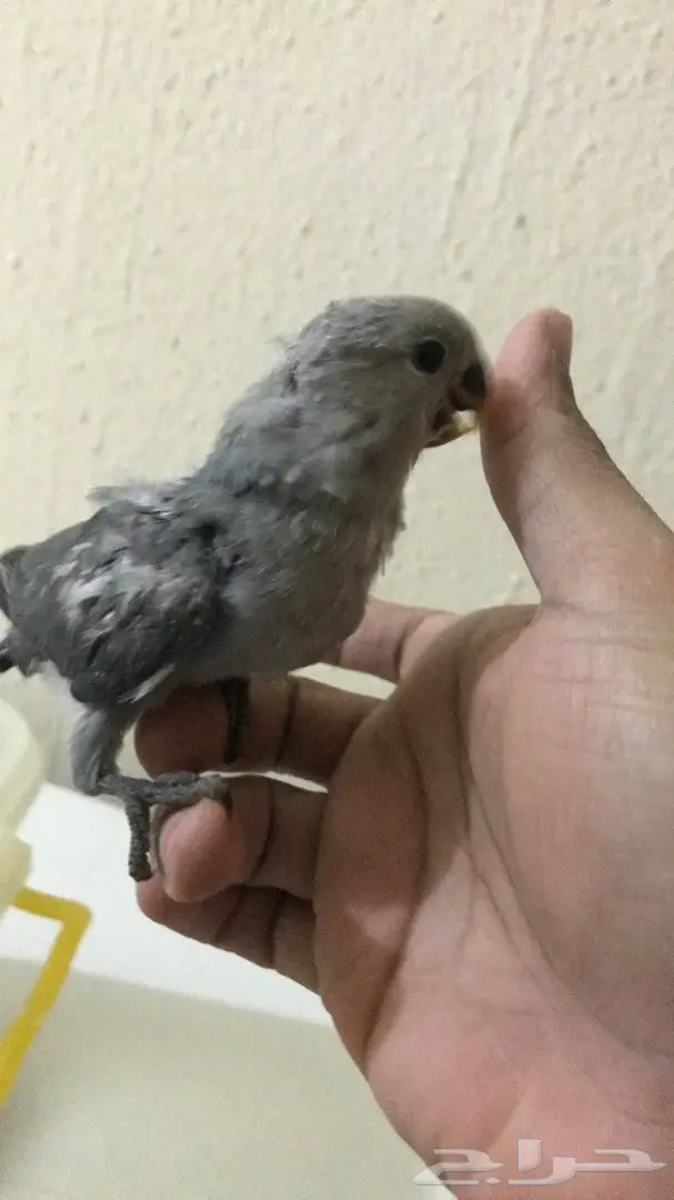 فرخين روز غر  (image 4)