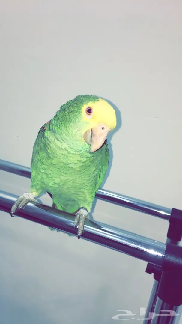 سماعات أمزوني دبل هد - جودة عالية! (image 3)