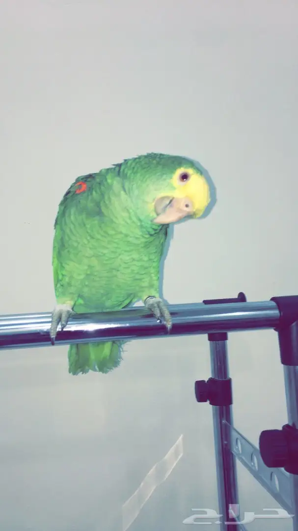 سماعات أمزوني دبل هد - جودة عالية! (image 4)