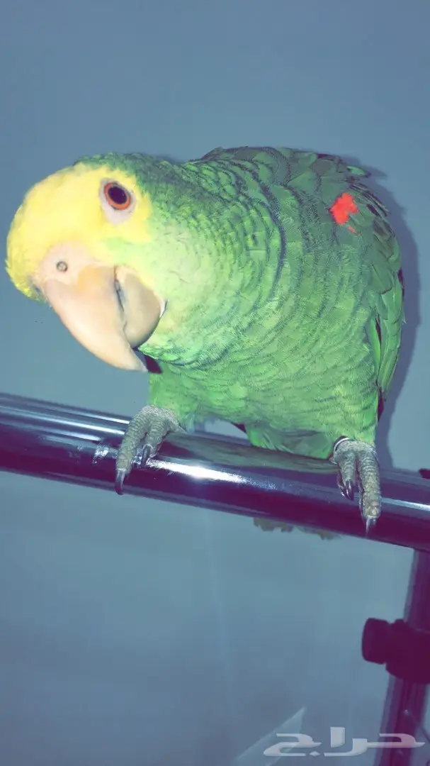 سماعات أمزوني دبل هد - جودة عالية! (image 5)