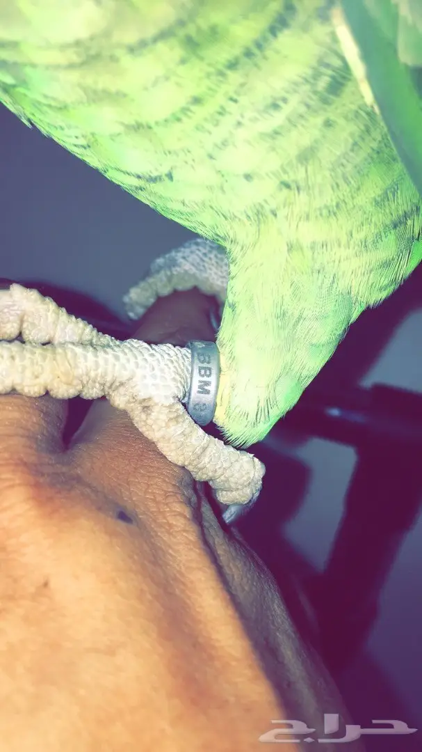 سماعات أمزوني دبل هد - جودة عالية! (image 6)