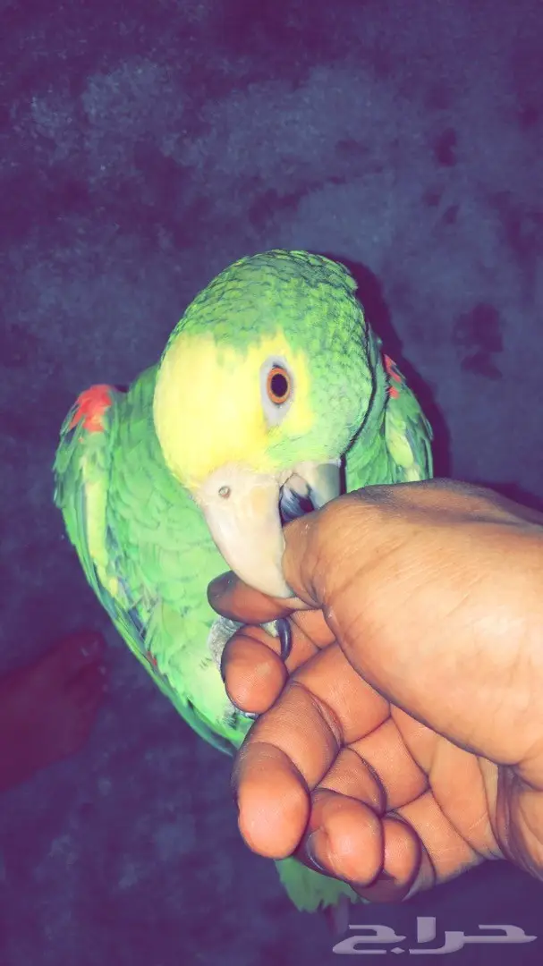 سماعات أمزوني دبل هد - جودة عالية! (image 7)