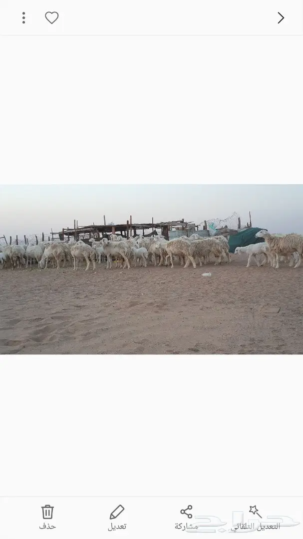 رخال حرية مميزة - فرصة قناية لا تعوض! (image 34)