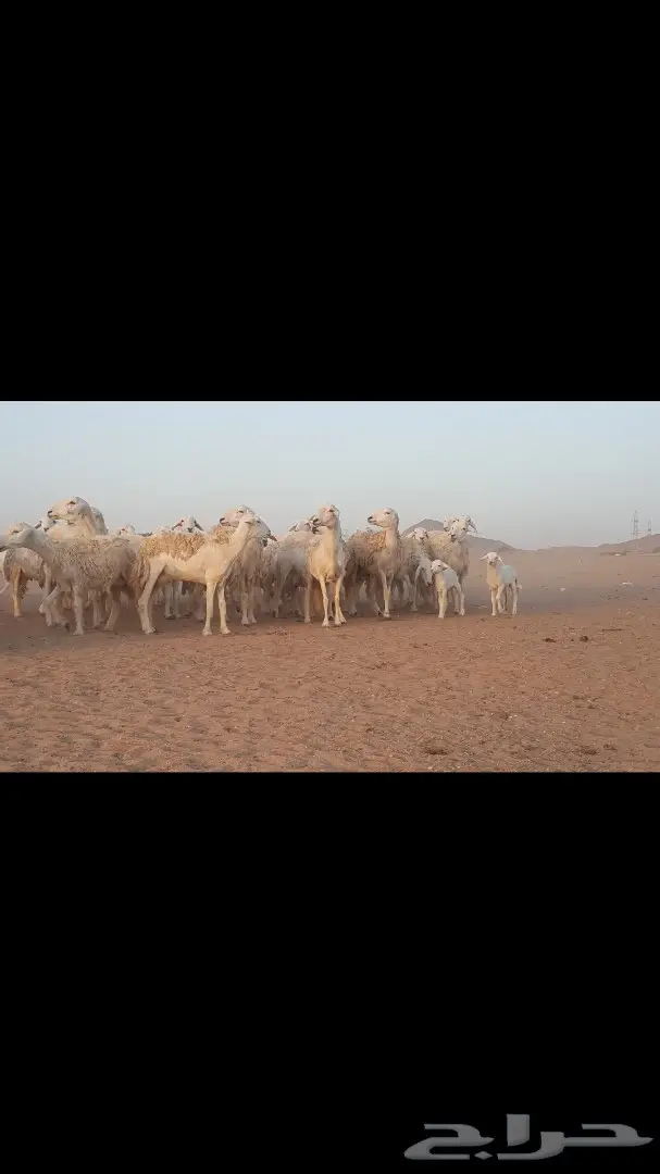 رخال حرية مميزة - فرصة قناية لا تعوض! (image 78)